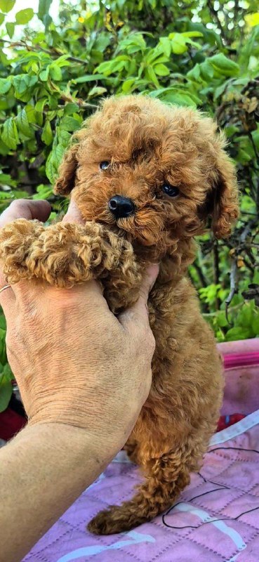 Hillary Toy Poodle