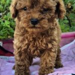 Hillary-female-Toy-Poodle-puppy-for-sale-5