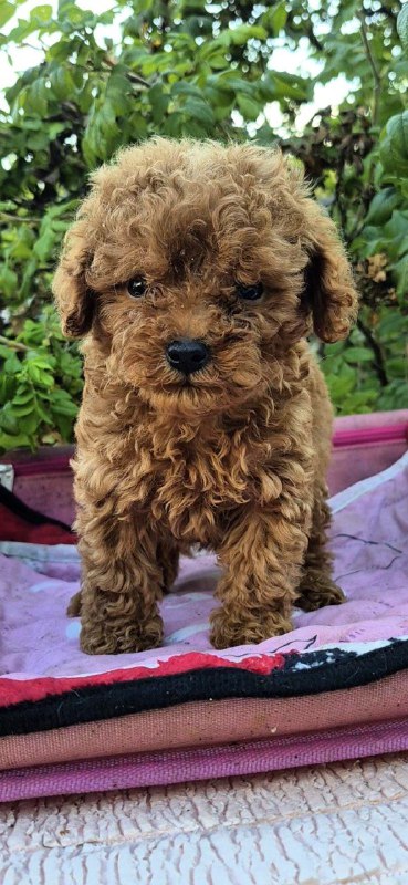 Hillary Toy Poodle