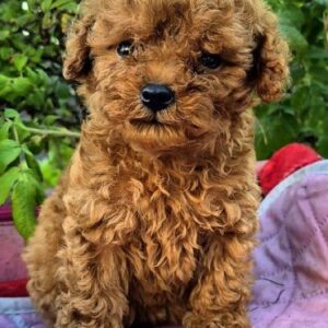 Hillary Toy Poodle