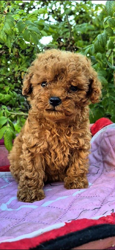 Hillary Toy Poodle