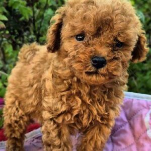 Hillary Toy Poodle