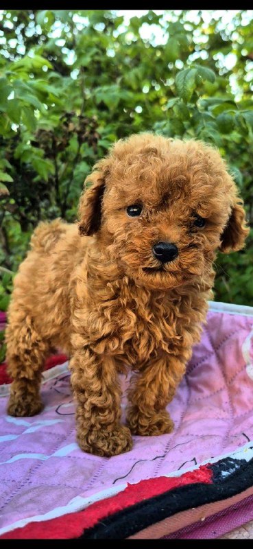 Hillary Toy Poodle
