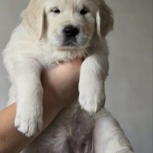 Hillary Golden Retriever