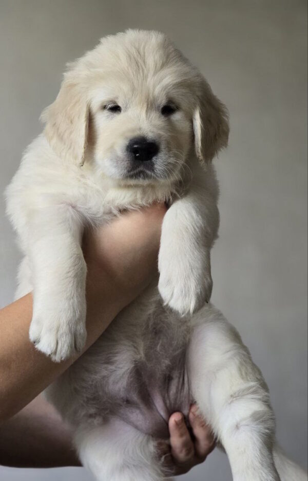 Hillary Golden Retriever