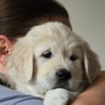 Hillary-male-golden-retriver-puppy-for-sale-1 (2)