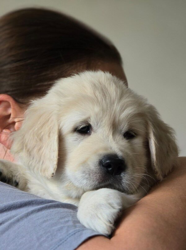 Hillary Golden Retriever