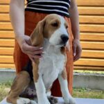 Holls-male-Beagle-puppy-for-sale-1