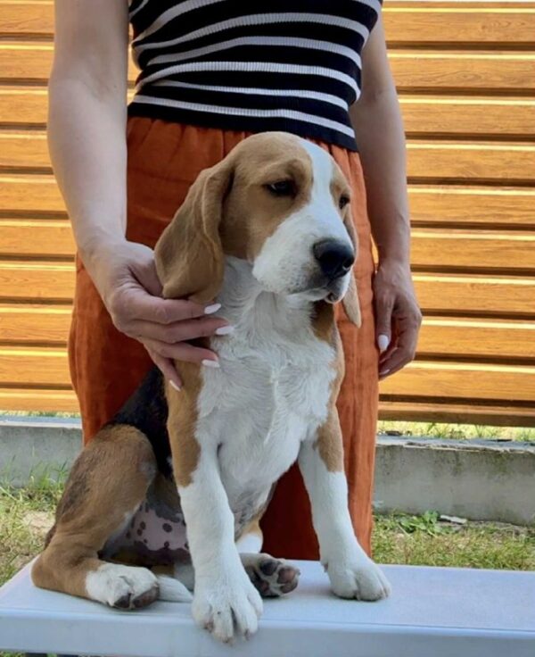 Holls Beagle Holls Beagle