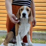Holls-male-Beagle-puppy-for-sale-2