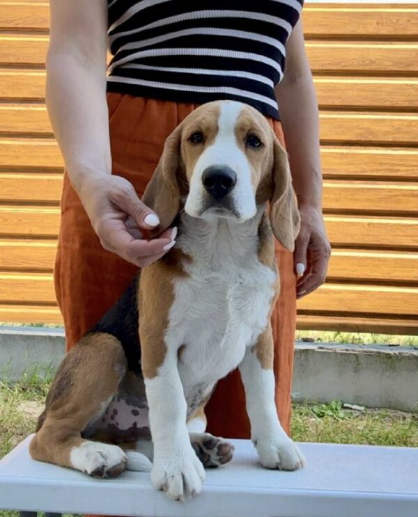 Holls Beagle Holls Beagle