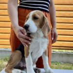 Holls-male-Beagle-puppy-for-sale-3