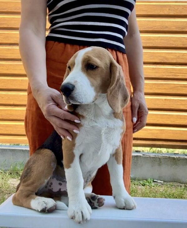 Holls Beagle Holls Beagle