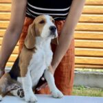 Holls-male-Beagle-puppy-for-sale-4