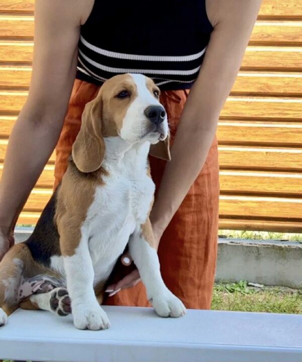 Holls Beagle Holls Beagle