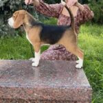 Holls-male-Beagle-puppy-for-sale-5