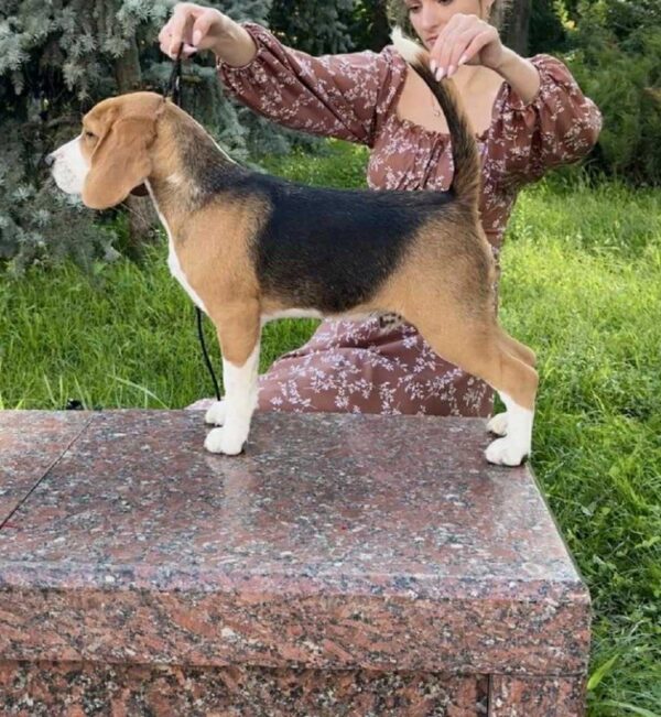 Holls Beagle Holls Beagle