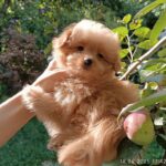 Honda-female-Pomapoo-puppy-for-sale-1 (3)