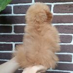 Honda-female-Pomapoo-puppy-for-sale-1 (4)