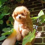 Honda-female-Pomapoo-puppy-for-sale-1 (5)