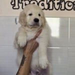 Huscar-male-golden-retriver-puppy-for-sale-1 (1)