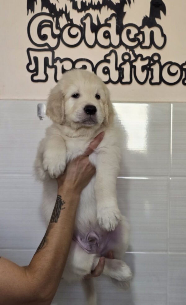 Huscar Golden Retriever Huscar Golden Retriever