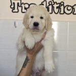 Huscar-male-golden-retriver-puppy-for-sale-1 (2)