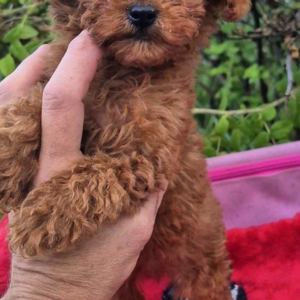 Huston Toy Poodle