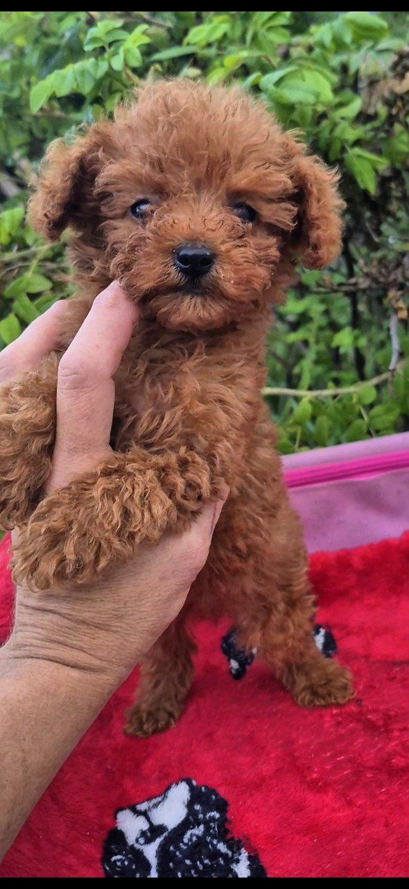 Huston Toy Poodle