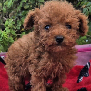 Huston Toy Poodle