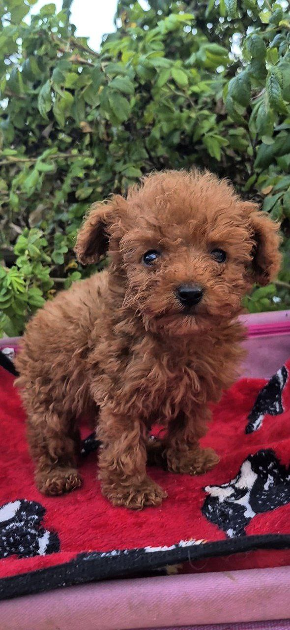 Huston Toy Poodle