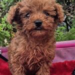 Huston-male-Toy-Poodle-puppy-for-sale-3