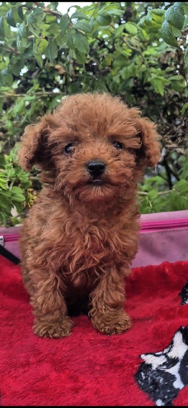 Huston Toy Poodle