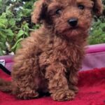 Huston-male-Toy-Poodle-puppy-for-sale-4