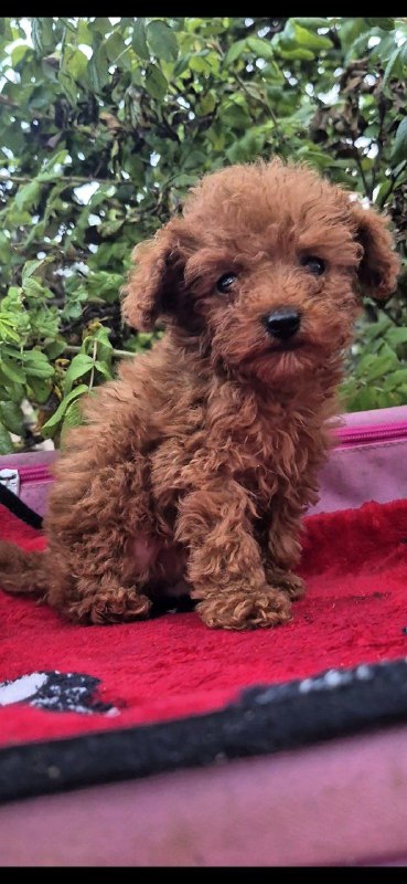 Huston Toy Poodle