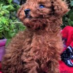 Huston-male-Toy-Poodle-puppy-for-sale-5