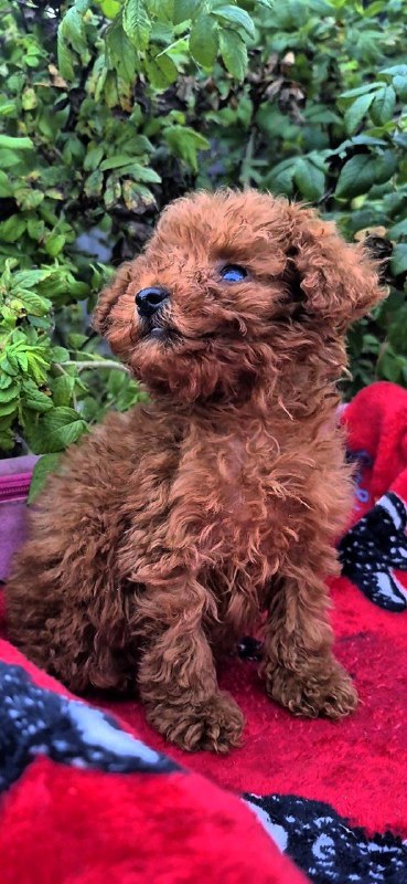 Huston Toy Poodle