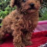 Huston-male-Toy-Poodle-puppy-for-sale-6