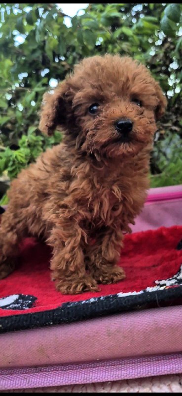 Huston Toy Poodle