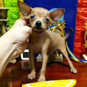 Imagine Russian Toy Terrier