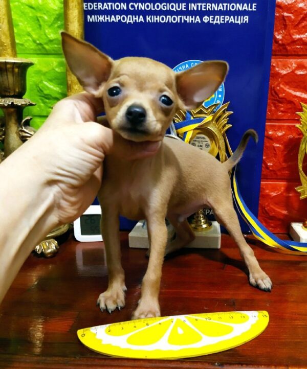 Imagine Russian Toy Terrier Imagine Russian Toy Terrier