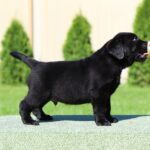 Impresario-male-labrador-retriver-puppy-for-sale-1 (1)
