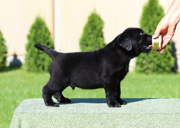 Impresario Labrador Retriever Impresario Labrador Retriever