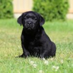 Isolde Labrador Retriever
