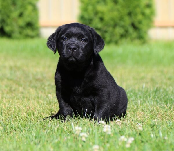 Impresario Labrador Retriever Impresario Labrador Retriever