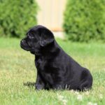 Impresario-male-labrador-retriver-puppy-for-sale-1 (3)