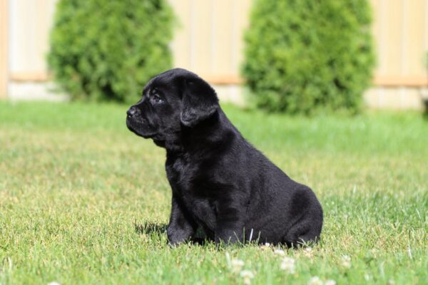 Impresario Labrador Retriever Impresario Labrador Retriever