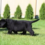 Impresario-male-labrador-retriver-puppy-for-sale-1 (4)
