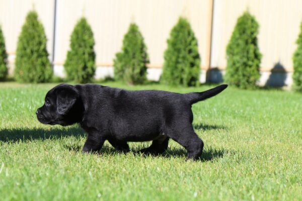 Impresario Labrador Retriever Impresario Labrador Retriever