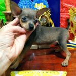 Infanta-female-Russian-Toy-puppy-for-sale-1